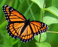 Butterfly landing on a plant.