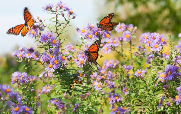 Butterflies in a garden. 